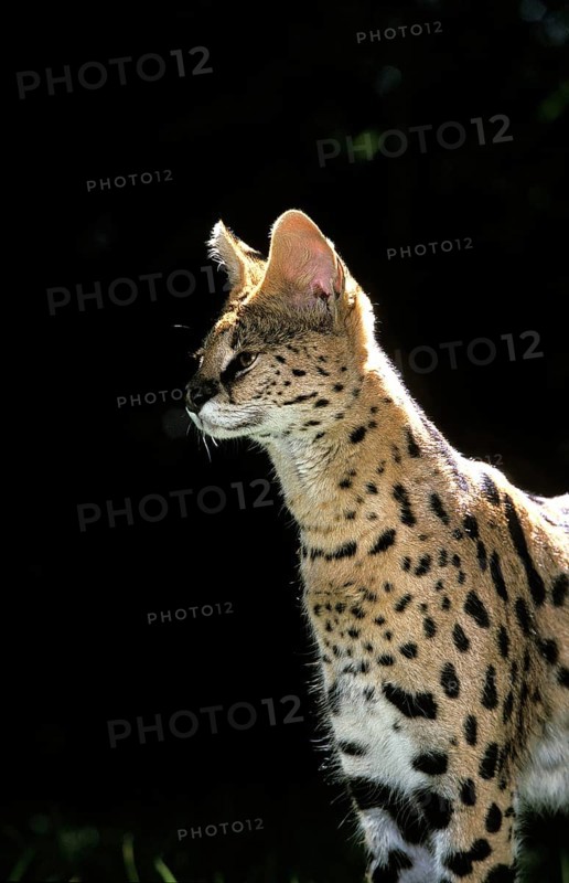 SERVAL (leptailurus serval), ADULT