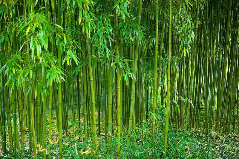 Bamboo, Claude Monet Garden, Giverny, France, Europe