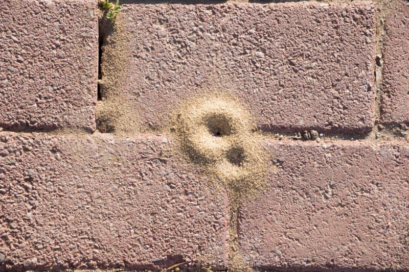 Anthill