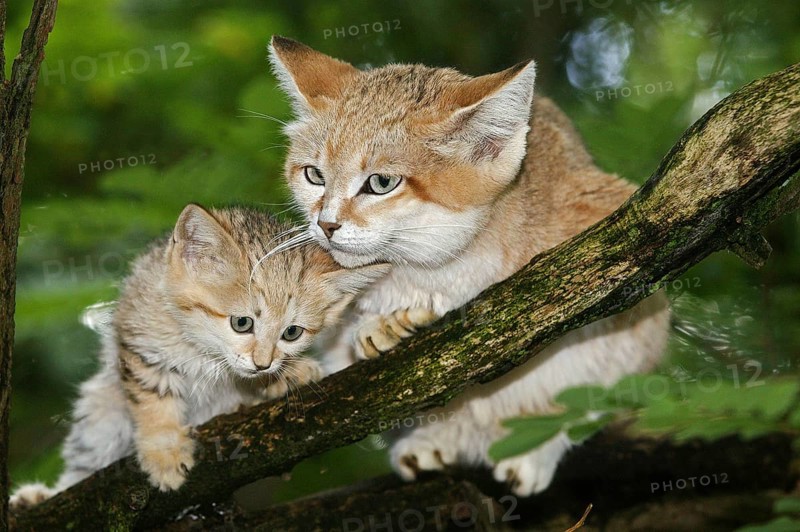 SAND sand cat (felis margarita), MOTHER WITH CUB