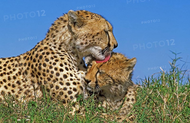 CHEETAH (acinonyx jubatus), ADULTS GROOMING, MASAI MARA PARK, KENYA