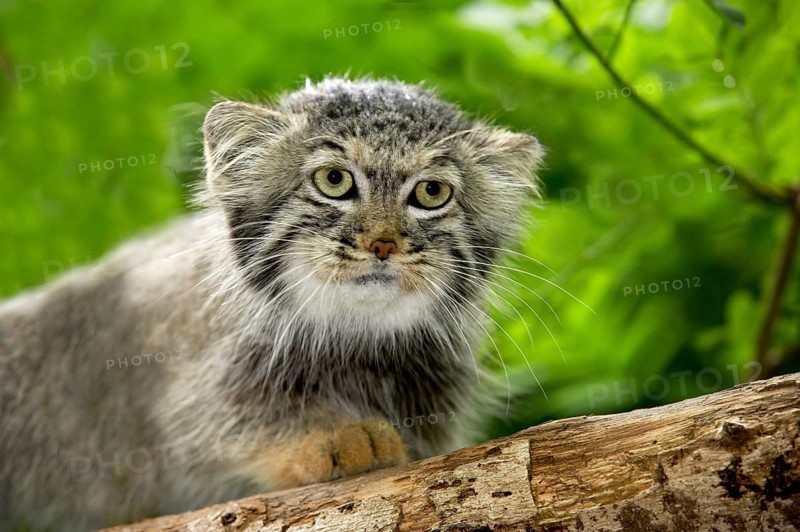 Pallas's cat (otocolobus manul) or Pallas' cat, portrait of an adult
