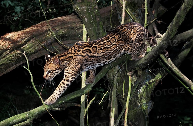 Ocelot (leopardus pardalis), ADULT WALKING ON BRANCHES
