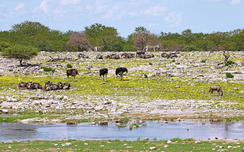 Animals in the Bl