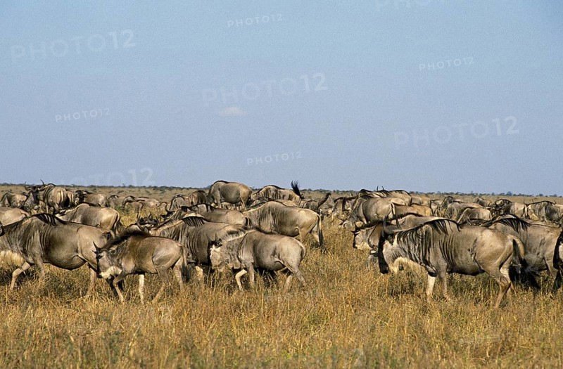 BLUE WILDEBEEST (connochaetes taurinus), HERD ON MIGRATION IN MASAI MARA PARK, KENYA