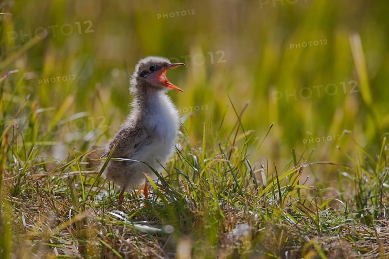 Arctic Tern (Sterna paradisaea), chick, Iceland, side, Europe