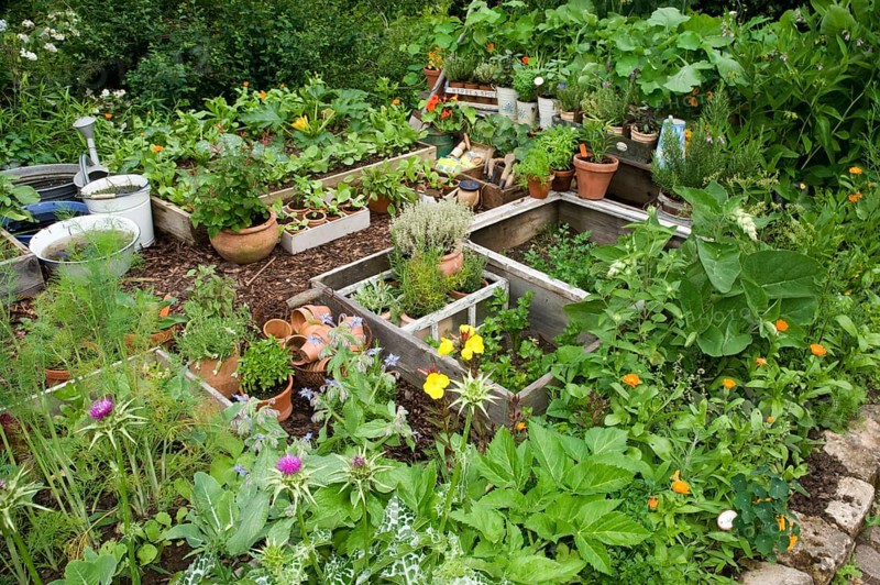 Garden with herbs