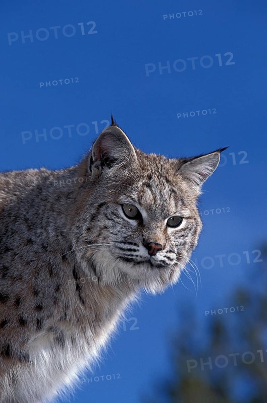 Bobcat (lynx rufus), Portrait of Adult against Blue Sky, Canada, North America