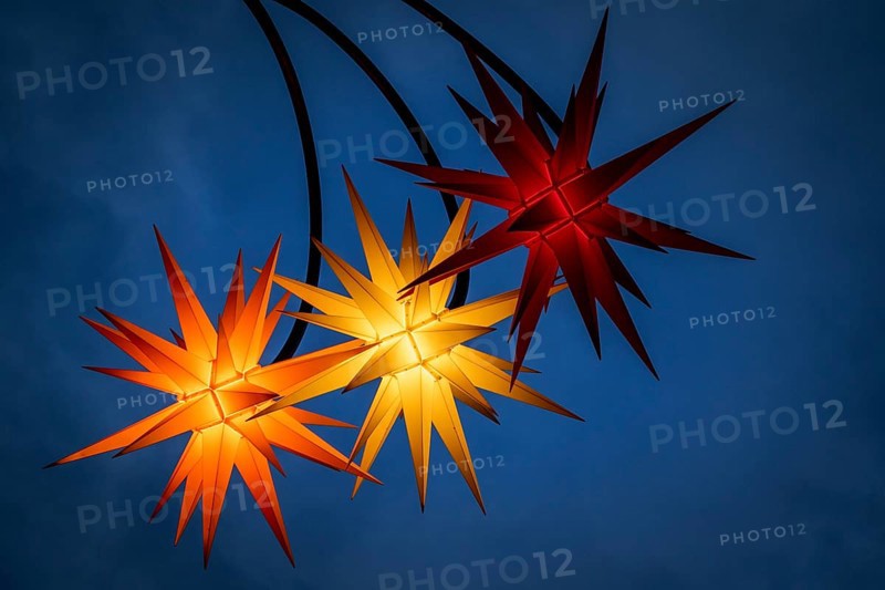 Poinsettias illuminated