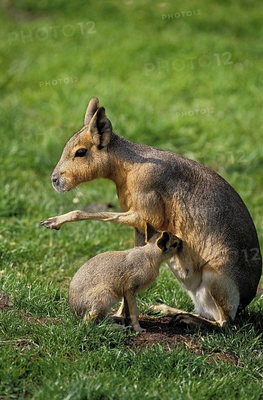 MARA (dolichotis patagonum), MOTHER WITH SUCKLING YOUNG