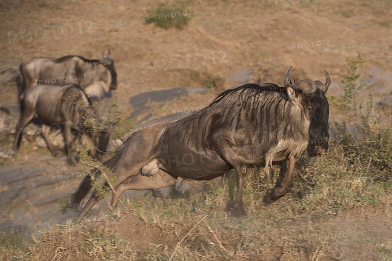 Adventure, africa, african, animal, animals, area, beast, beautiful, brown, bush (connochaetes), conservation, ears, east, environment, eyes, fauna, field, game, gnou, habitat, herd, mammal, mara, masai, migration, national, natural, nature, outdoor, park