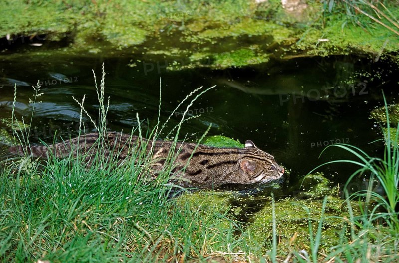 FISHING CAT (prionailurus viverrinus), ADULT IN WATER