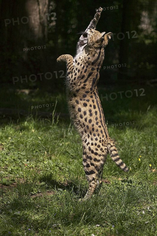 Serval (leptailurus serval), Adult Hunting, standing on its Hind Legs