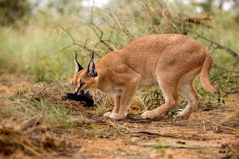 caracal (CARACAL caracal) ADULT WITH A KILL, A CAPE GLOSSY STARLING, NAMIBIA