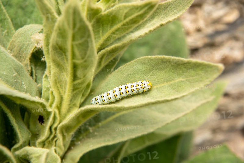 Small-flowered mullein with the brownroot monk-caterpillar
