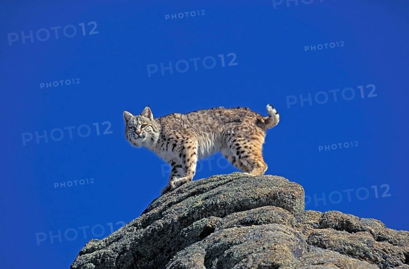 BOBCAT (lynx rufus), ADULT STANDING ON ROCK, CANADA