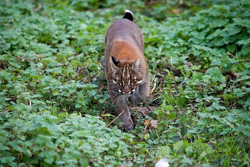 Asian Golden Cat or Temminck's Cat, catopuma temmincki, Adult