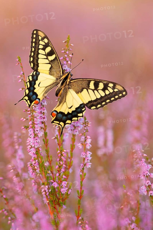 Swallowtail (Papilio machaon) in Heide, North Rhine-Westphalia, Germany, Europe