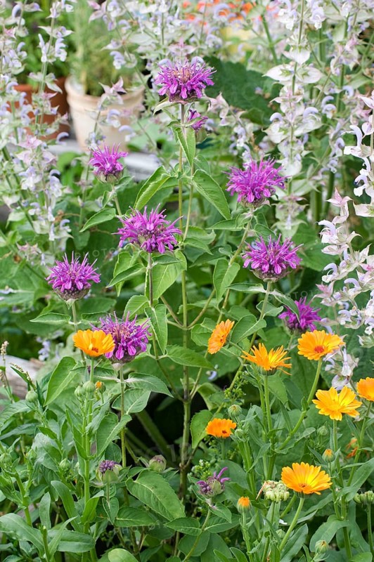 Beebalm (Monarda hybrid)