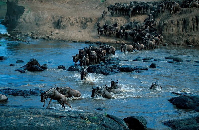 Wildebeest crossing Mara river, Serengeti national park, Tanzania (Connochaetes taurinus), Wildebeest crossing Mara river, Serengeti national park, migration, migration, Tanzania, Africa
