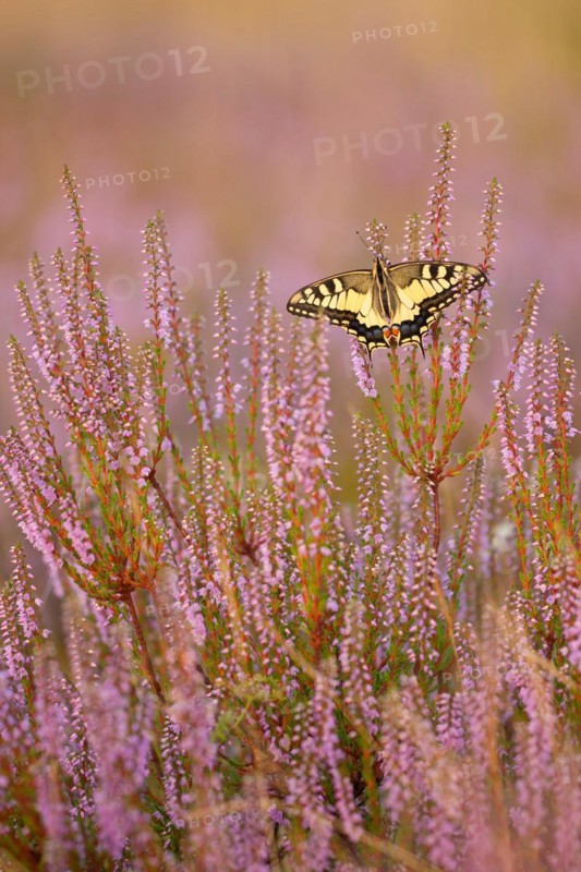 Swallowtail (Papilio machaon) in Heide, North Rhine-Westphalia, Germany, Europe