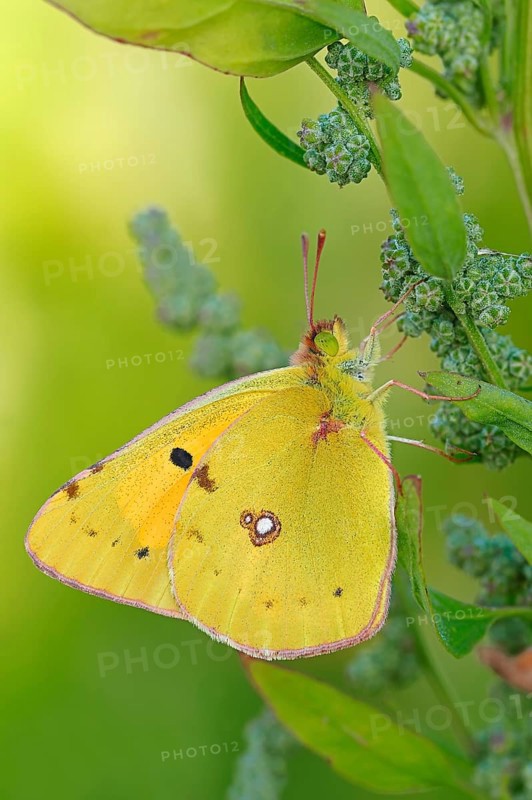 Clouded Yellow, North Rhine-Westphalia, Germany (Colias croceus)