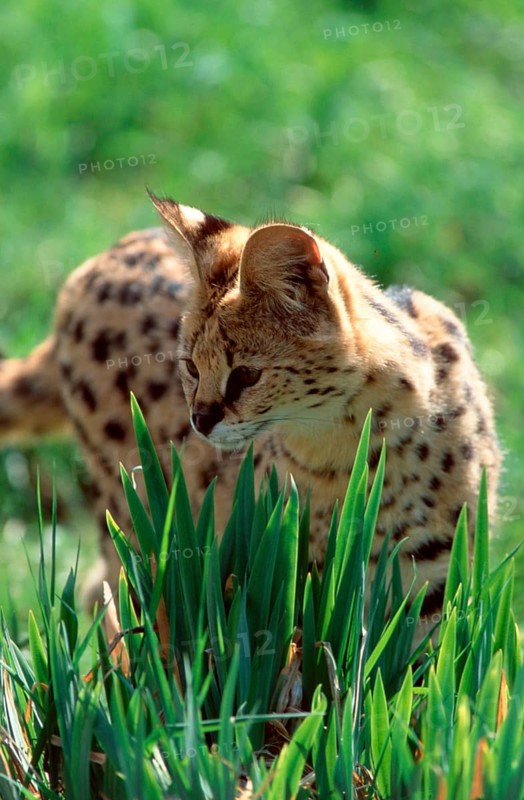 Serval (Felis serval)