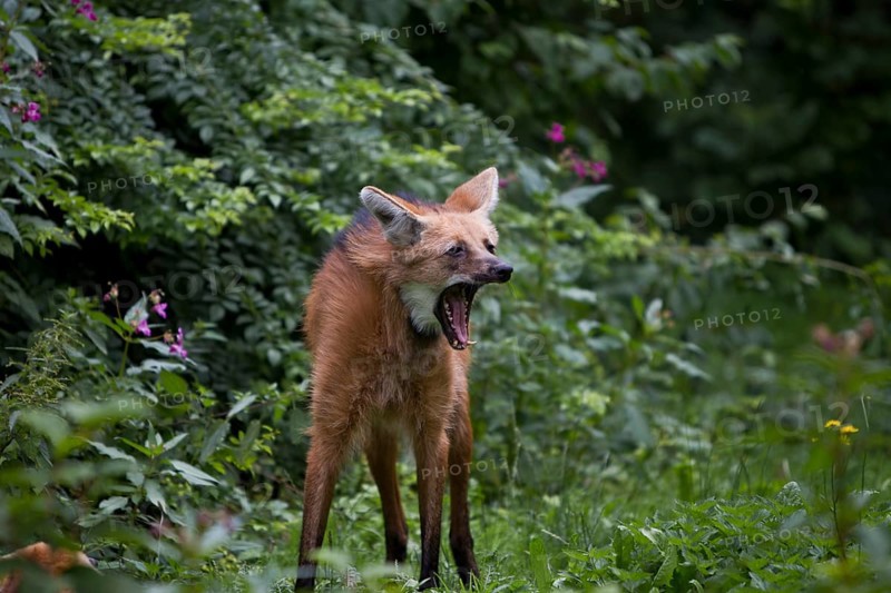 Maned wolf, Chrysocyon brachyurus, maned wolf