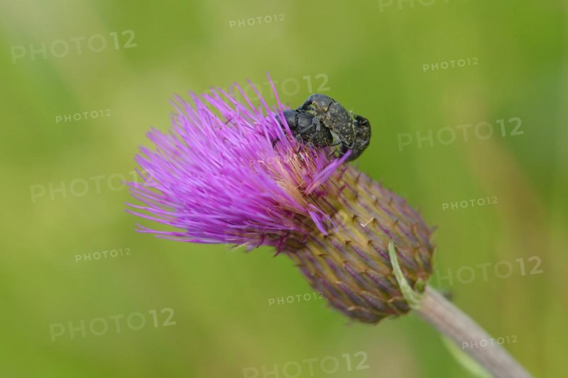 Beetle weevil of a flower in a meadow. Beetle weevil in a meadow knapweed