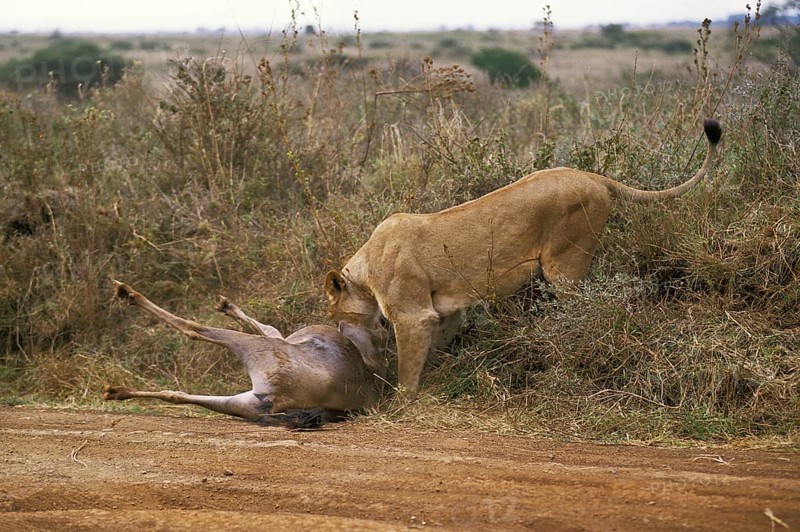 African Lion (panthera leo), Female with a Kill, a Wildebeest, Nairobi Park in Kenya