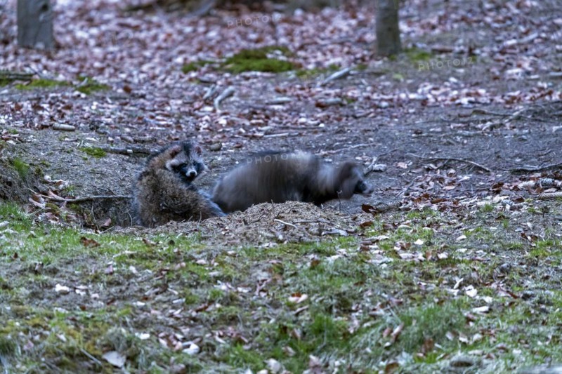 The old badger set has got new co-inhabitants, a pair of raccoon dogs (Nyctereutes procyonoides) lives since a few weeks in the large building system, I could also observe a European Badger