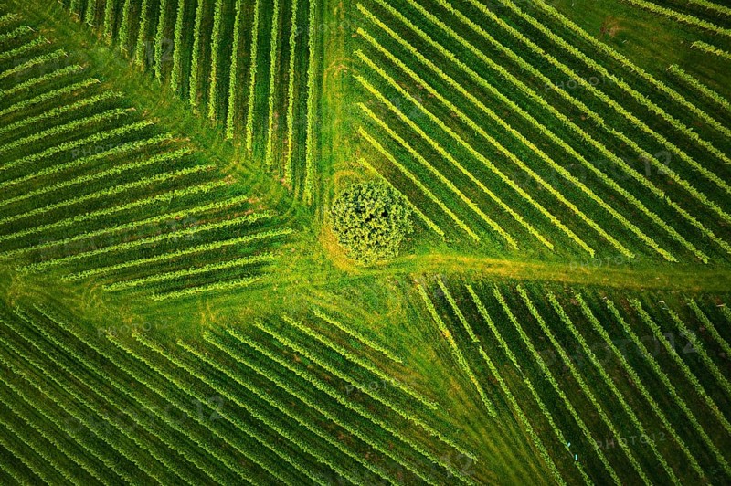 Aerial view at rows of grape vines vineyard South Styria, Austria. Tuscany like landscapes