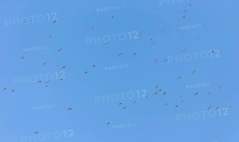 Bar-tailed godwits (Limosa lapponica) in flight over the Wadden Sea off Juist, East Frisian island, Germany. Bar-tailed godwits (Limosa lapponica) in flight over the East Frisian island Juist, Germany, Europe
