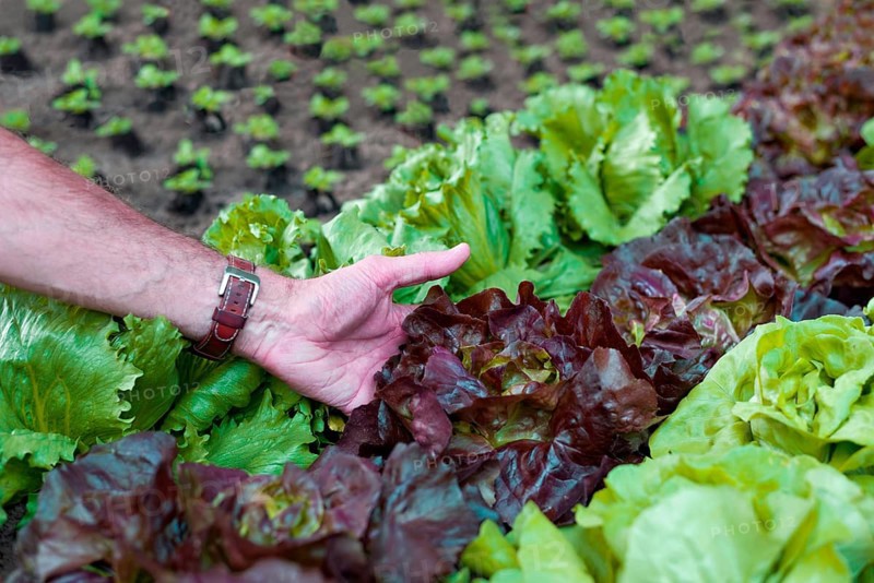 Organic farmer holds his lettuce in his hand