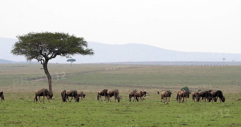 Blue Wildebeest (connochaetes taurinus), Herd during Migration, Masai Mara park in Kenya