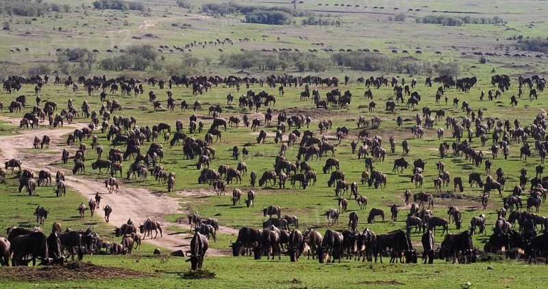 Blue Wildebeest (connochaetes taurinus), Herd during Migration, Masai Mara park in Kenya