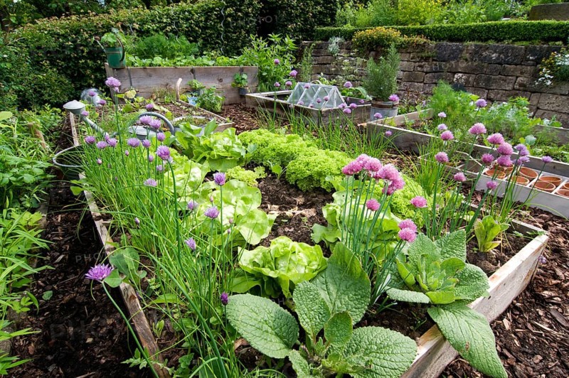 Garden with herbs