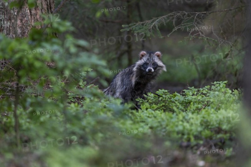 Martenhundfaehe in spring, Raccoon Dog (Nyctereutes procyonoides) female in spring