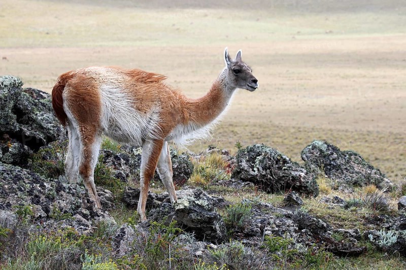 guanaco