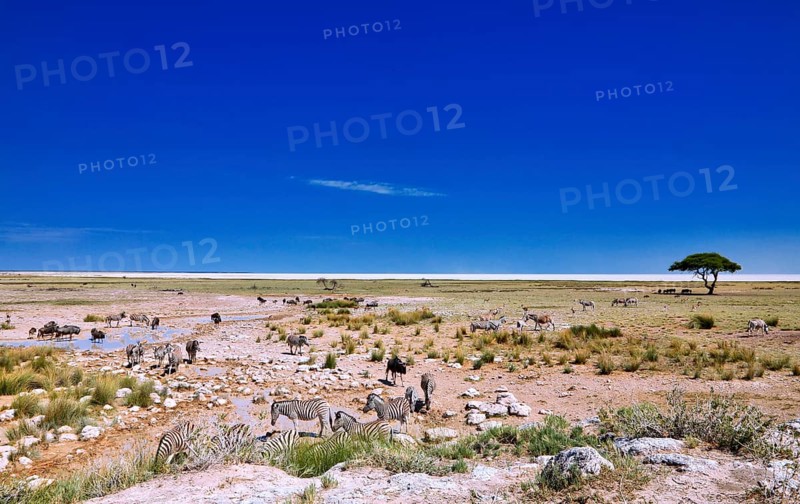 Landscape in Etosha National Park near the Etosha Pan Namibia
