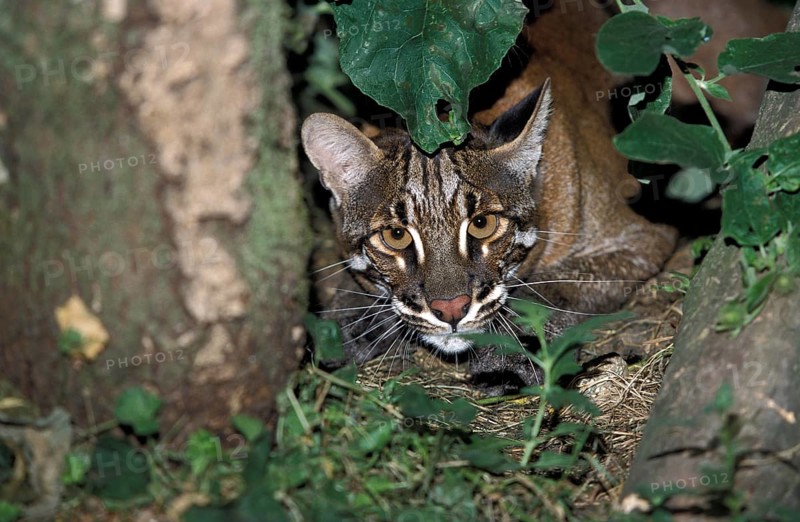 ASIAN GOLDEN CAT OR TEMMINK'S CAT catopuma temmincki, ADULT LAYING DOWN