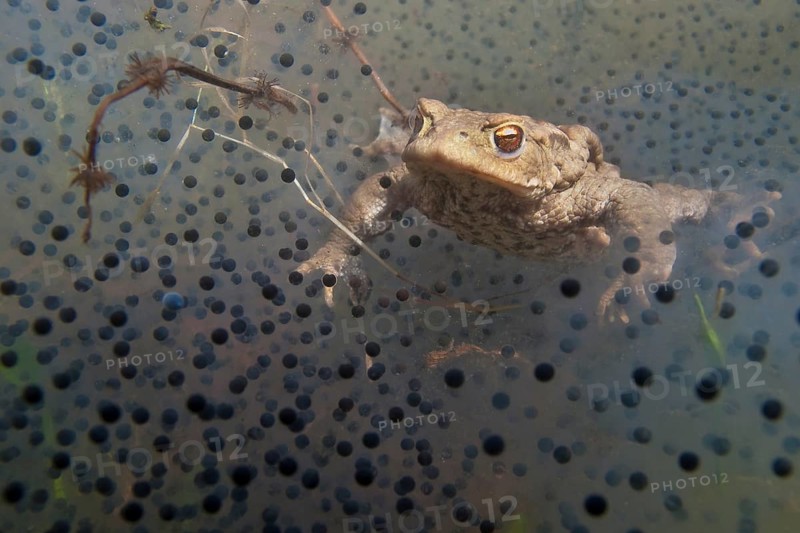 Common toad (Bufo bufo), underwater, spawn, Rhineland-Palatinate, Germany, Europe
