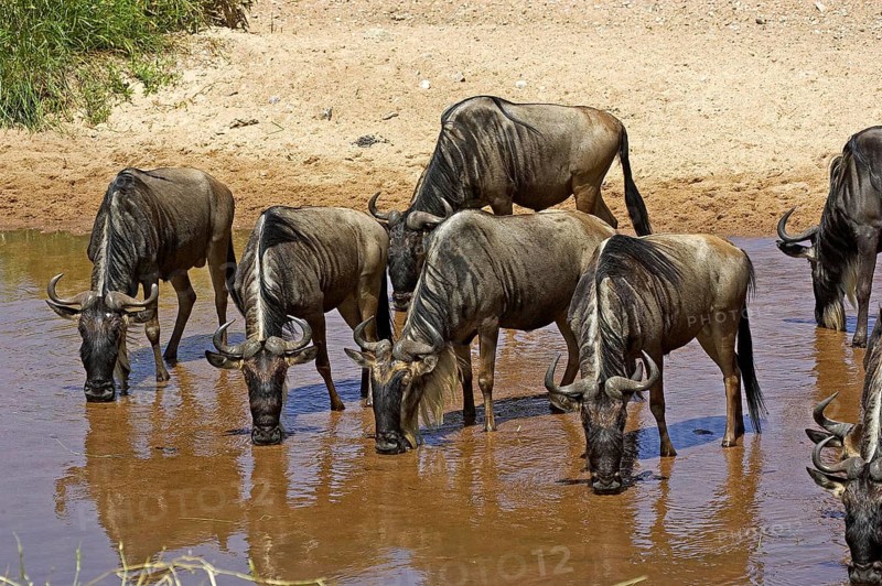 Blue Wildebeest (connochaetes taurinus), Herd drinking at Water Hole, Masai Mara Park in Kenya