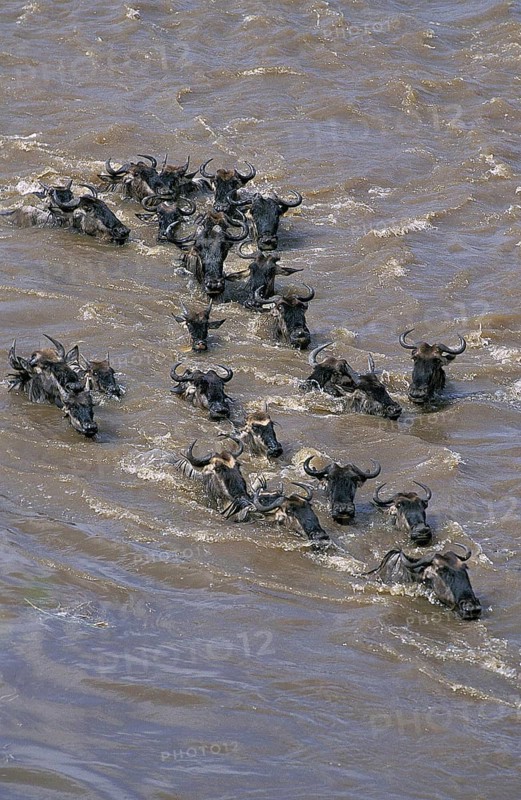 Blue Wildebeest (connochaetes taurinus), Herd crossing Mara River during Migration, Masai Mara Park in Kenya