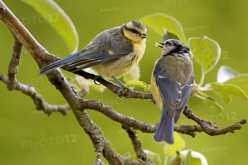Blue tit feeds offspring