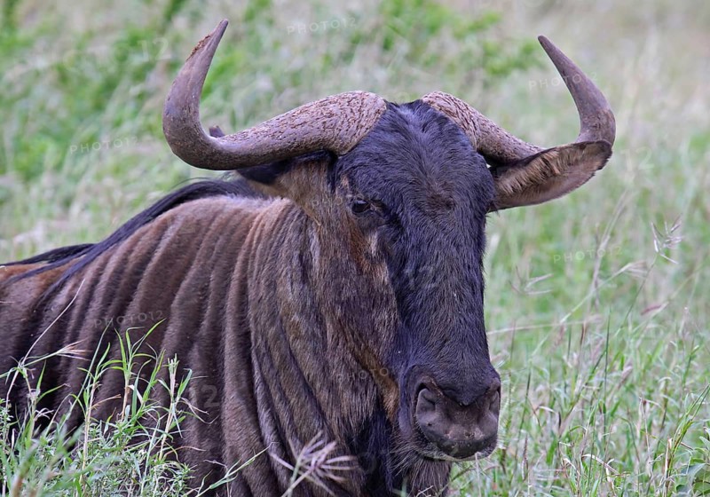 Blue wildebeest (Connochaetes taurinus), S