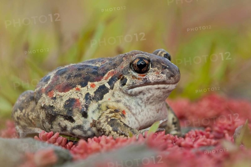 Common spadefoot (Pelobates fuscus) Rhineland-Palatinate, Germany, Europe