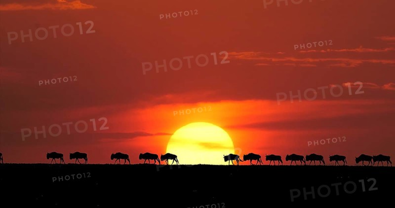 Blue Wildebeest (Connochaetes taurinus) at Sunset, Masai Mara Park in Kenya