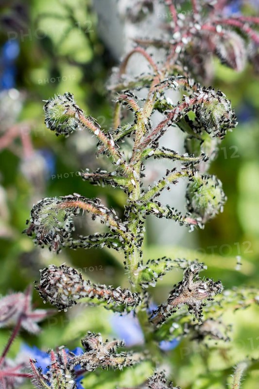 A swarm of flying ants gather on a floral plant