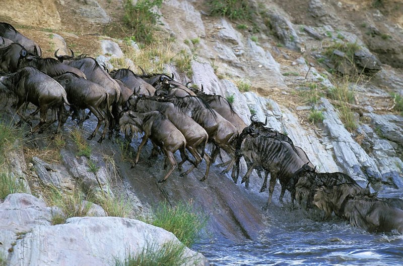 Blue Wildebeest (connochaetes taurinus), Herd crossing Mara River during Migration, Masai Mara park in Kenya